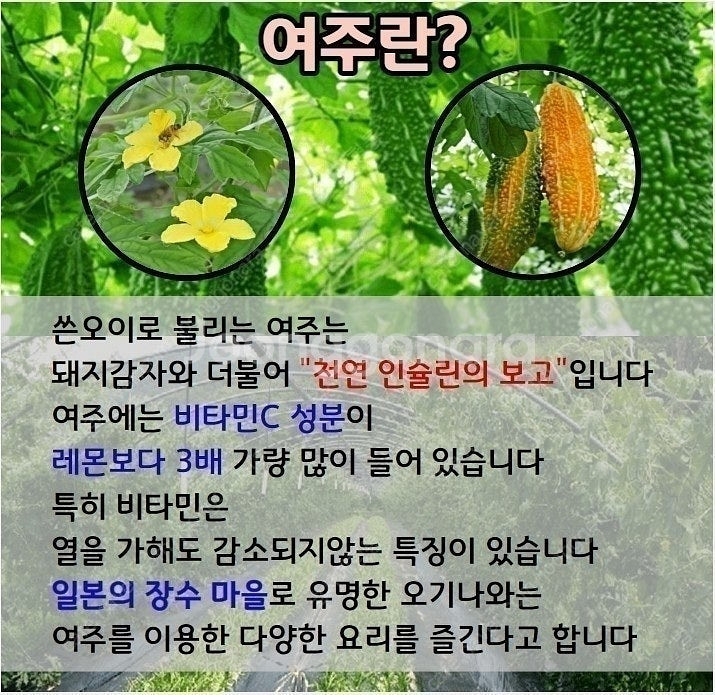 여주즙 추석특가--2