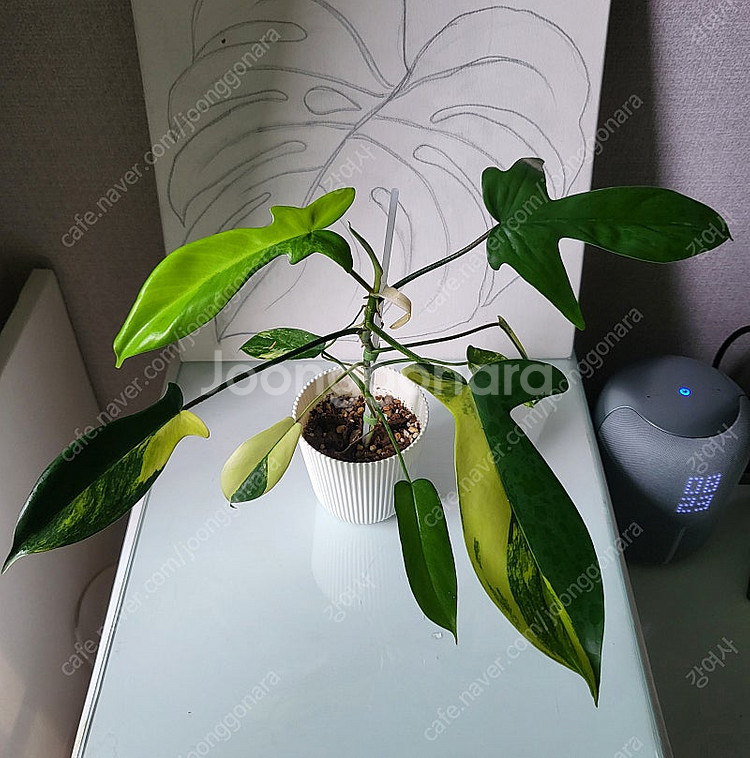 플로리다 뷰티 바리에가타--1