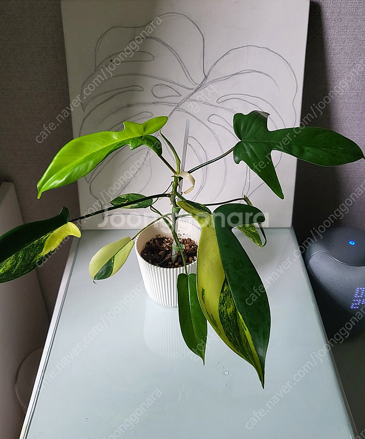 플로리다 뷰티 바리에가타--0