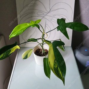 플로리다 뷰티 바리에가타