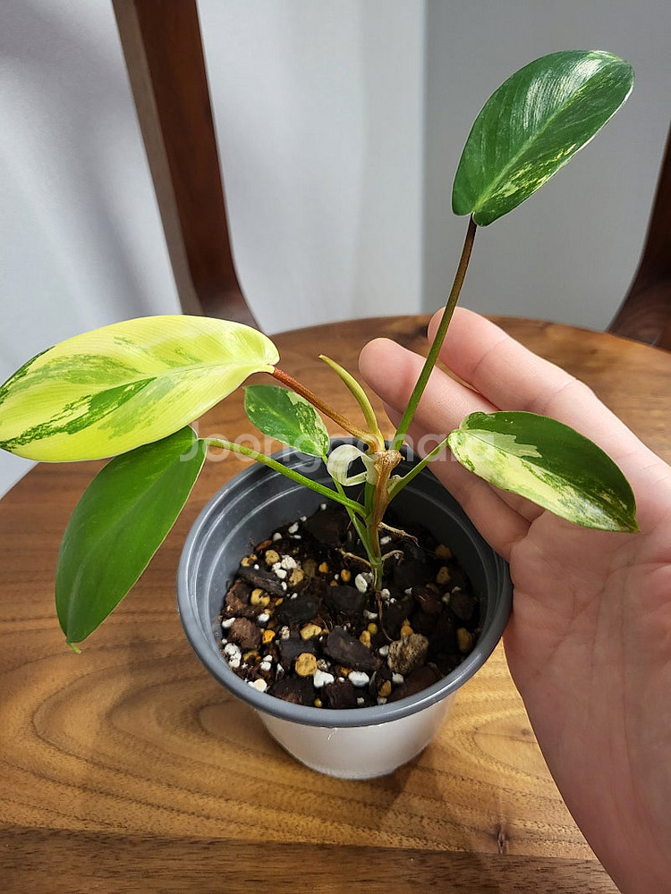 플로리다 뷰티 바리에가타--2