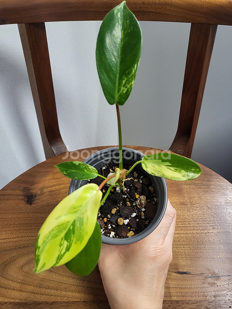 플로리다 뷰티 바리에가타--3