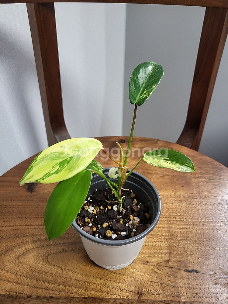 플로리다 뷰티 바리에가타--4