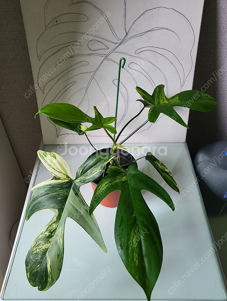 플로리다 뷰티 바리에가타--5