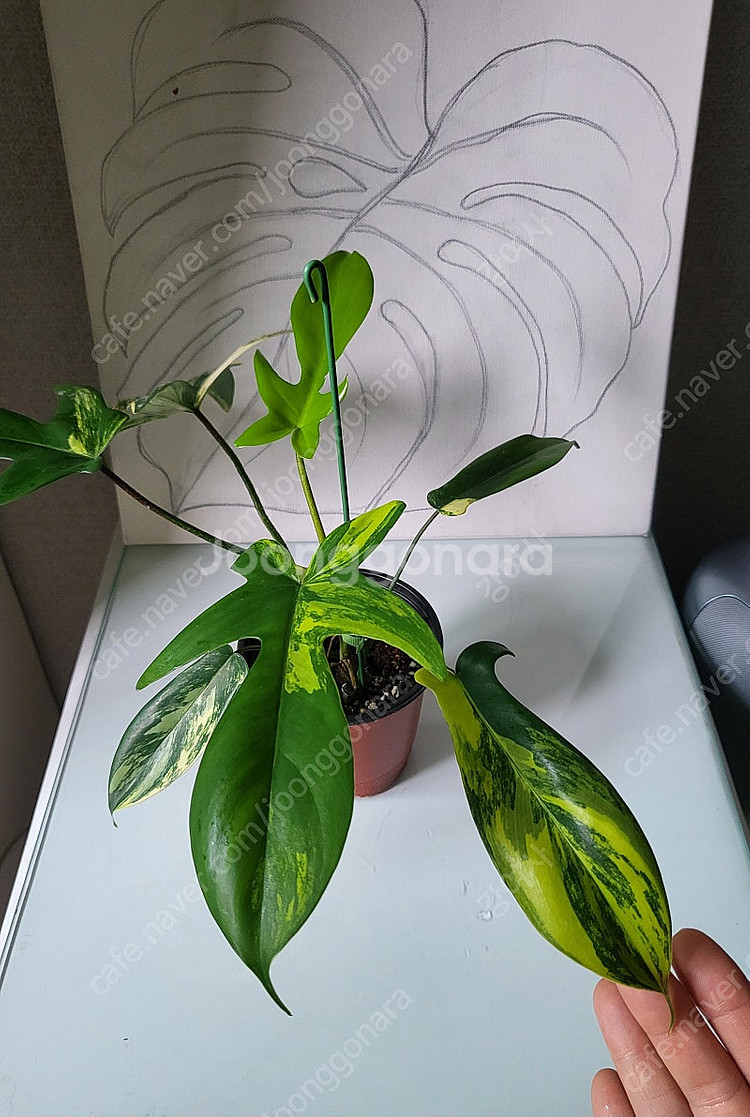 플로리다 뷰티 바리에가타--6