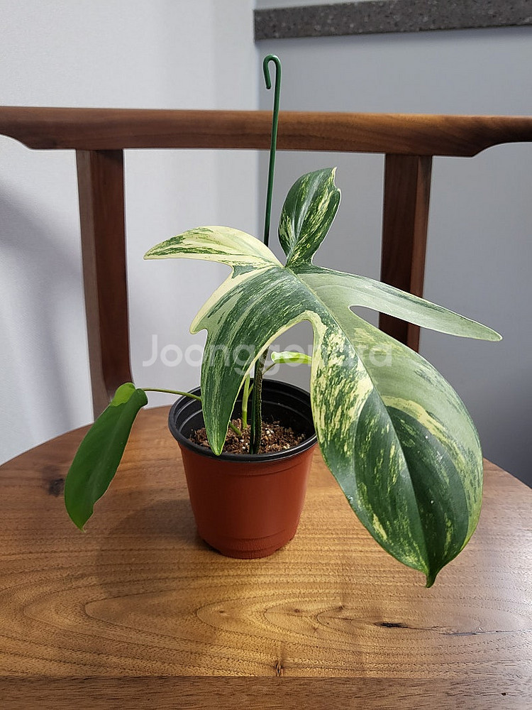 플로리다 뷰티 바리에가타--7