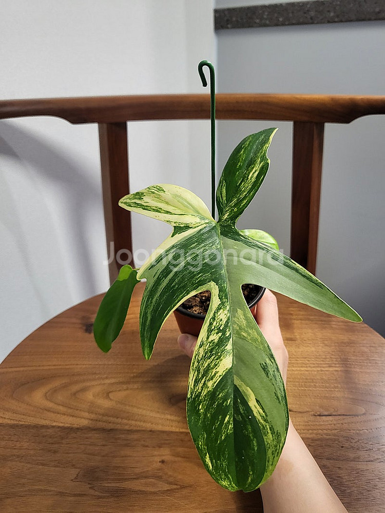 플로리다 뷰티 바리에가타--8