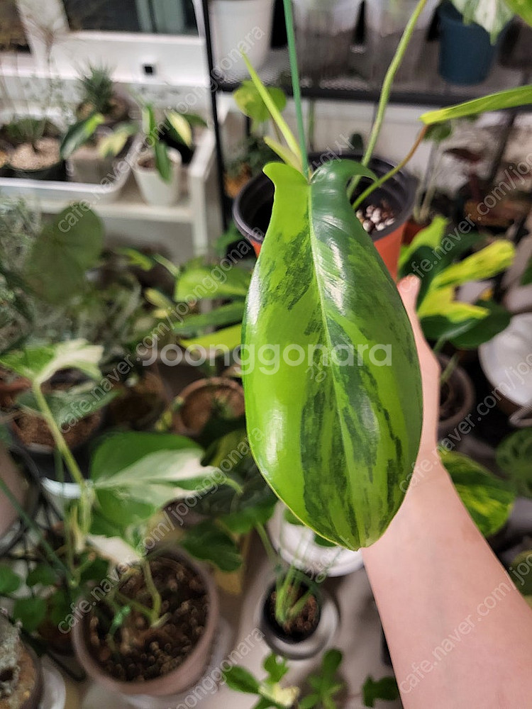 플로리다 뷰티 바리에가타--9