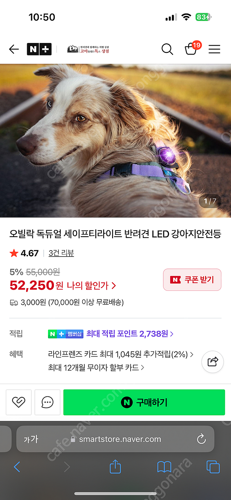 반택포) 오빌락 독 듀얼 세이프티라이트 퍼플(보라)--2