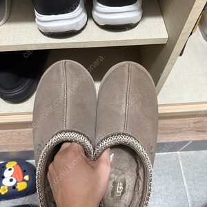 어그 타스만 M8