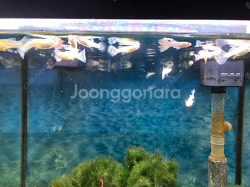 고정구피 어항 풀세트--2