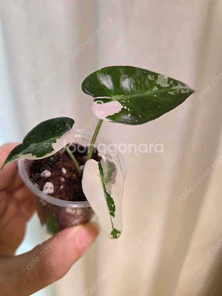알로카시아 밤비노 바리에가타--0