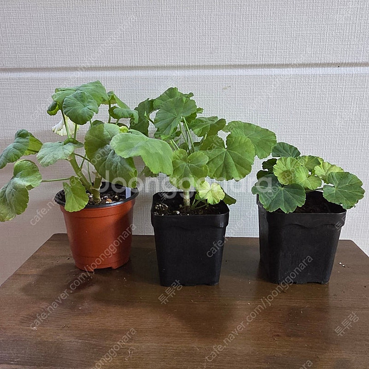 제라늄 은혜란외2종--0