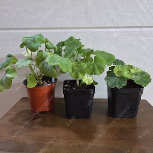 제라늄 은혜란외2종