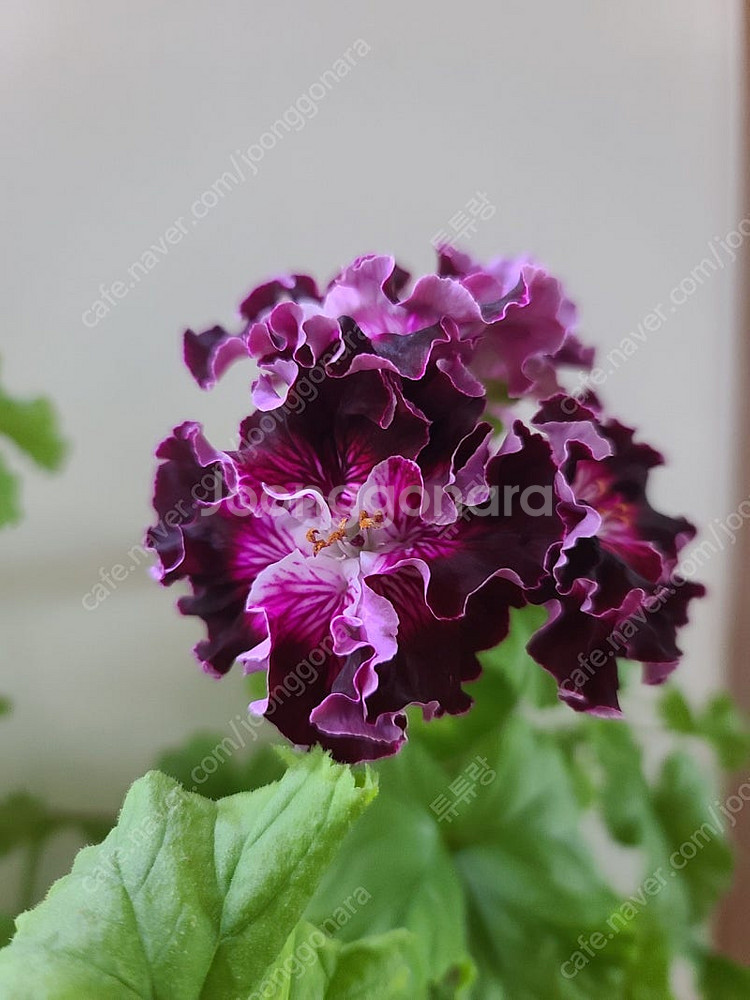 제라늄 (리갈)--0