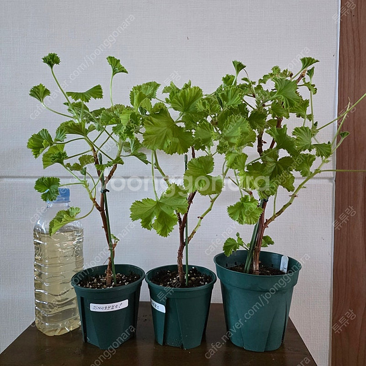 제라늄 (리갈)--1