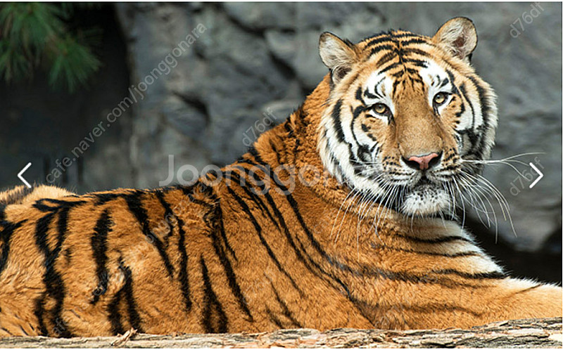 (9월 , 10월 판매중) 에버랜드 스페셜투어 팝니다 ( 사파리 , 로스트밸리)--0