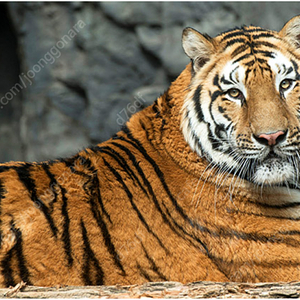 (9월 , 10월 판매중) 에버랜드 스페셜투어 팝니다 ( 사파리 , 로스트밸리)