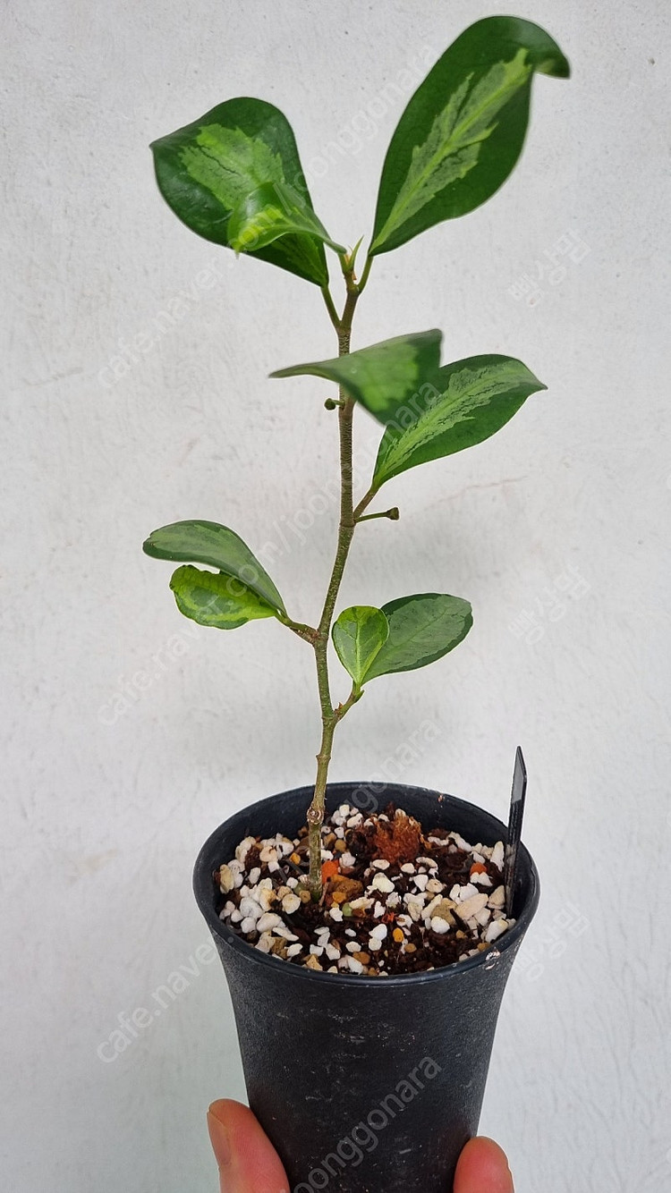 휘커스 델토이데아 바리에가타--1