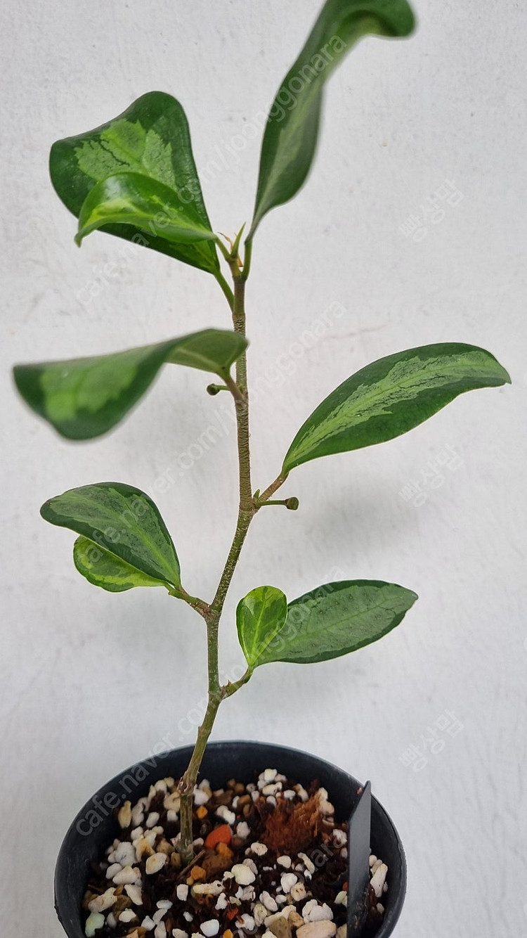 휘커스 델토이데아 바리에가타--3