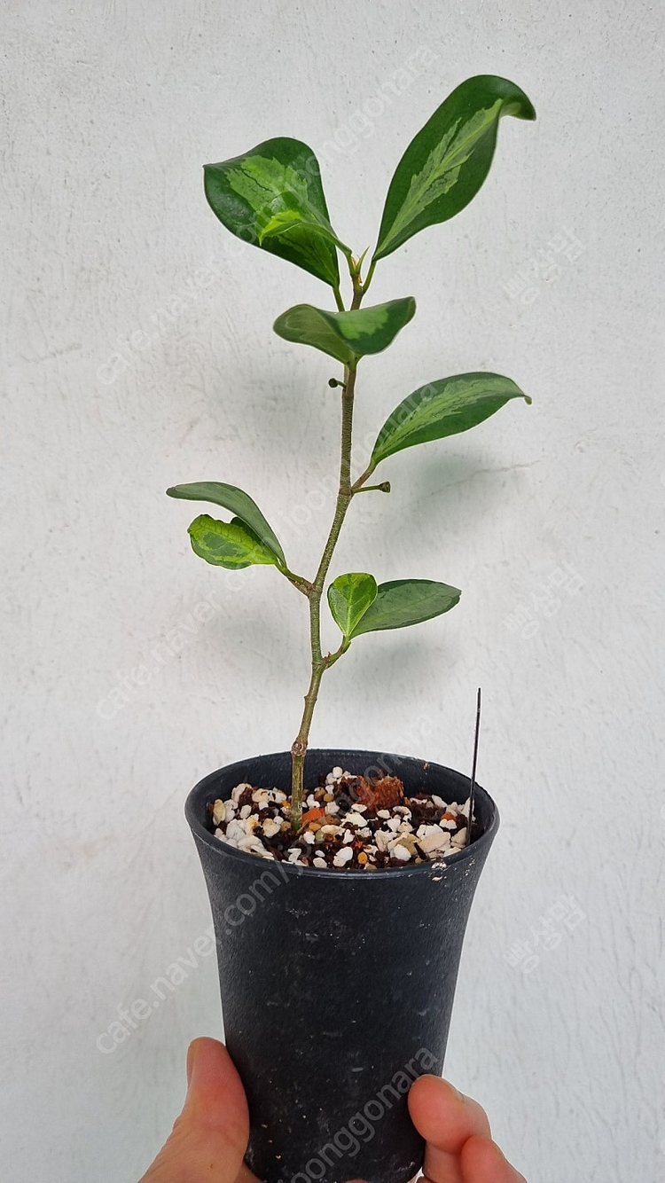 휘커스 델토이데아 바리에가타--4