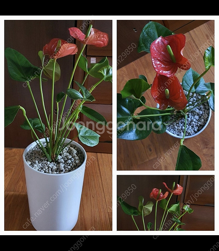 공기정화식물안스리움예쁜꽃이계속핌아주저렴히2만원(수원)--0