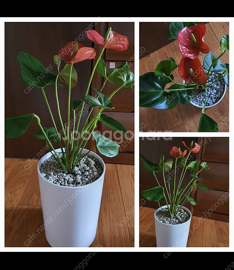 공기정화식물안스리움예쁜꽃이계속핌아주저렴히2만원(수원)--3