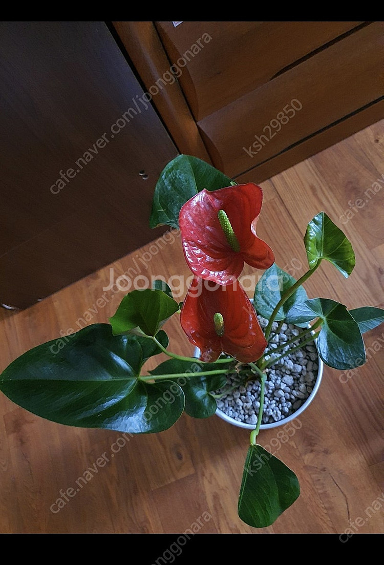 공기정화식물안스리움예쁜꽃이계속핌아주저렴히2만원(수원)--4