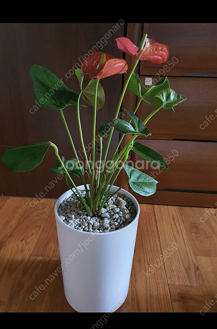 공기정화식물안스리움예쁜꽃이계속핌아주저렴히2만원(수원)--5