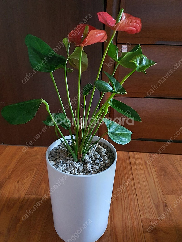 공기정화식물안스리움예쁜꽃이계속핌아주저렴히2만원(수원)--6