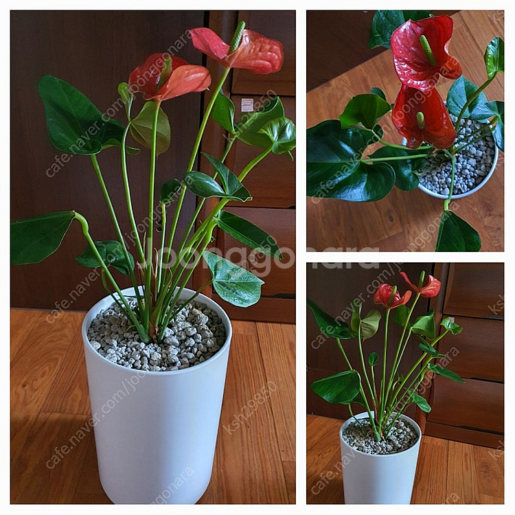 공기정화식물안스리움예쁜꽃이계속핌아주저렴히2만원(수원)--8