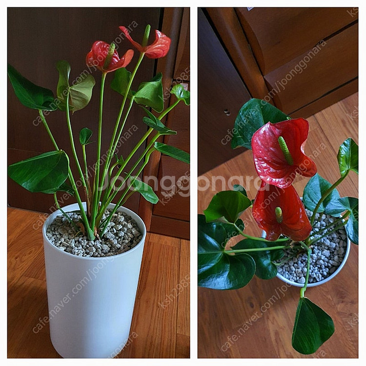 공기정화식물안스리움예쁜꽃이계속핌아주저렴히2만원(수원)--9
