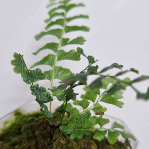 반짝이고사리( Lindsaea oblanceolata )