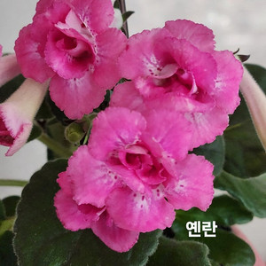옌란 포함 미니신닌기아 4종 일괄분양 합니다