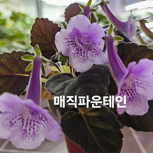 매직파운테인 포함 미니신닌기아 4종 일괄분양 합니다