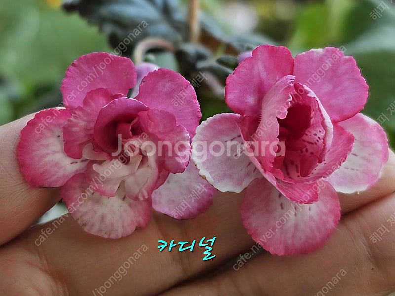 미니신닌기아--0