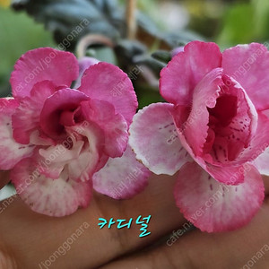 미니신닌기아