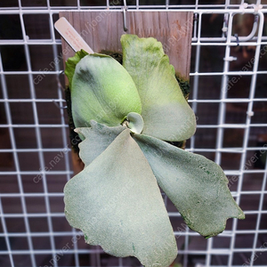 박쥐란 윌링키아이 와일드 자바 판매