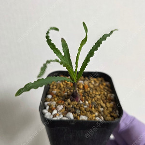 레데보우리아 크리스파 아프리카식물