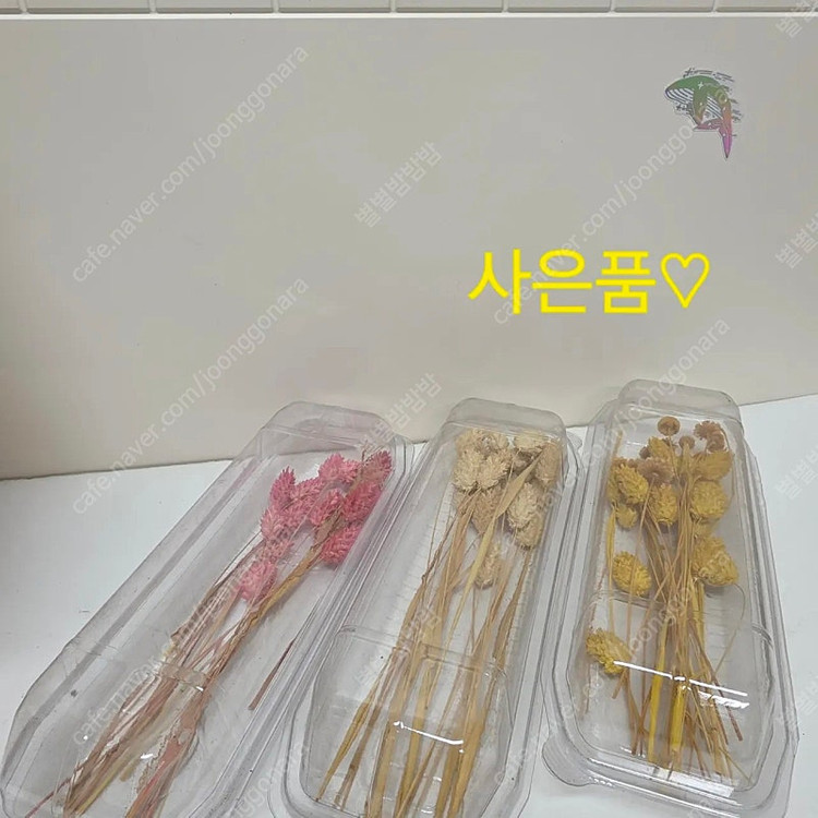 택포40500 프리저빙 프리저브드 플라워 장미 카네이션 국화 케논 로즈 촬영 꽃 생화 디퓨저 드라이 꽃다발 소품 꽃... 이미지