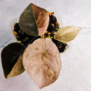 알로카시아 쿠프레아 바리에가타