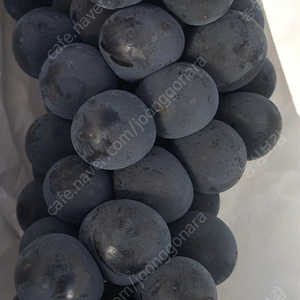 포도 명품 선물용 대부포도 캠벨포도 무료배송