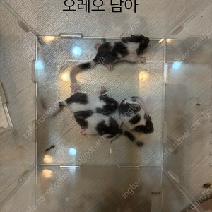 피그미다람쥐 오레오,링테일새끼 분양합니다