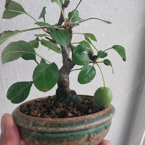 사과나무 분재 (홍을녀)