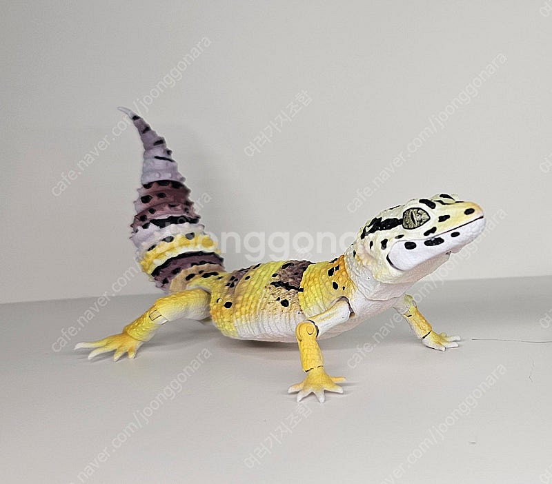 생물대도감 악어거북 레오파드게코 도마뱀 어드밴스--5