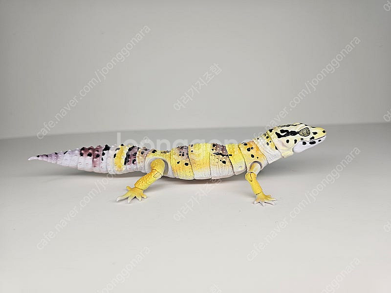 생물대도감 악어거북 레오파드게코 도마뱀 어드밴스--7