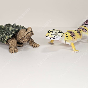 생물대도감 악어거북 레오파드게코 도마뱀 어드밴스