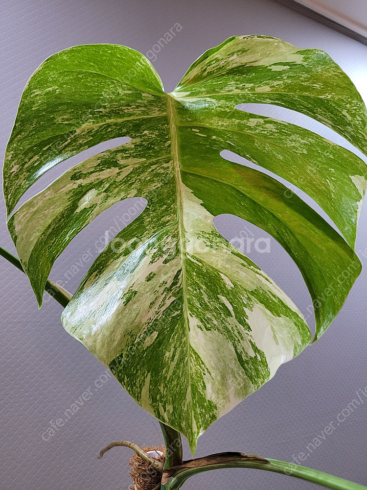 몬스테라 알보 10장 대품.--1