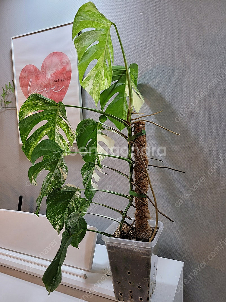 몬스테라 알보 10장 대품.--2