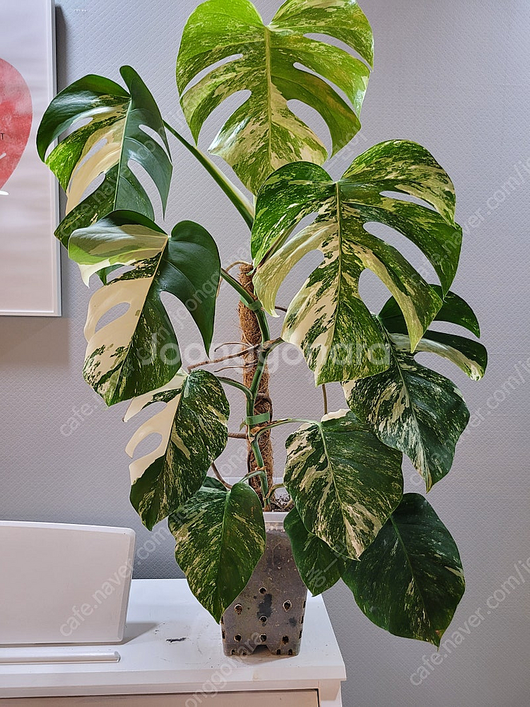 몬스테라 알보 10장 대품.--4